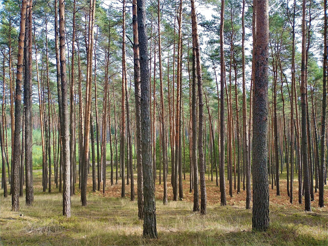 Puszcza Notecka w okolicach Tarnówka — fotografia regionalna.